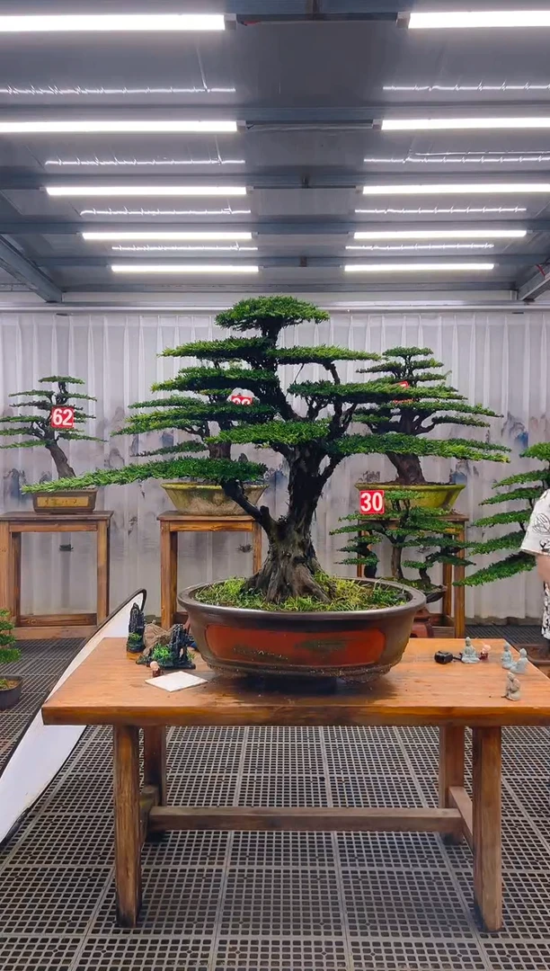 无花朵叶*精品盆景直播间一物一拍