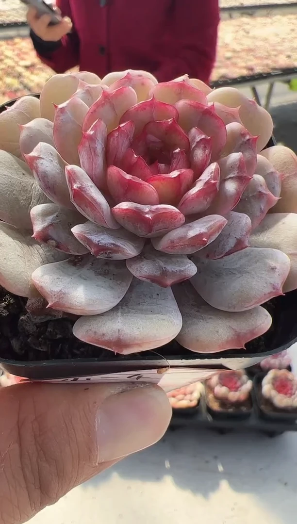 【闪购商品】小灯泡-4