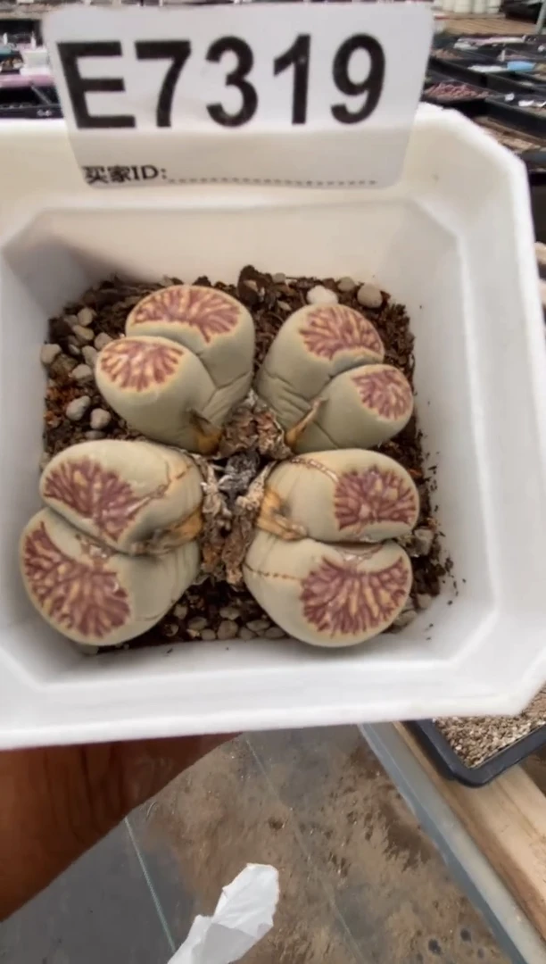 萨****杨7319直播间一物一拍身体有疤不售后
