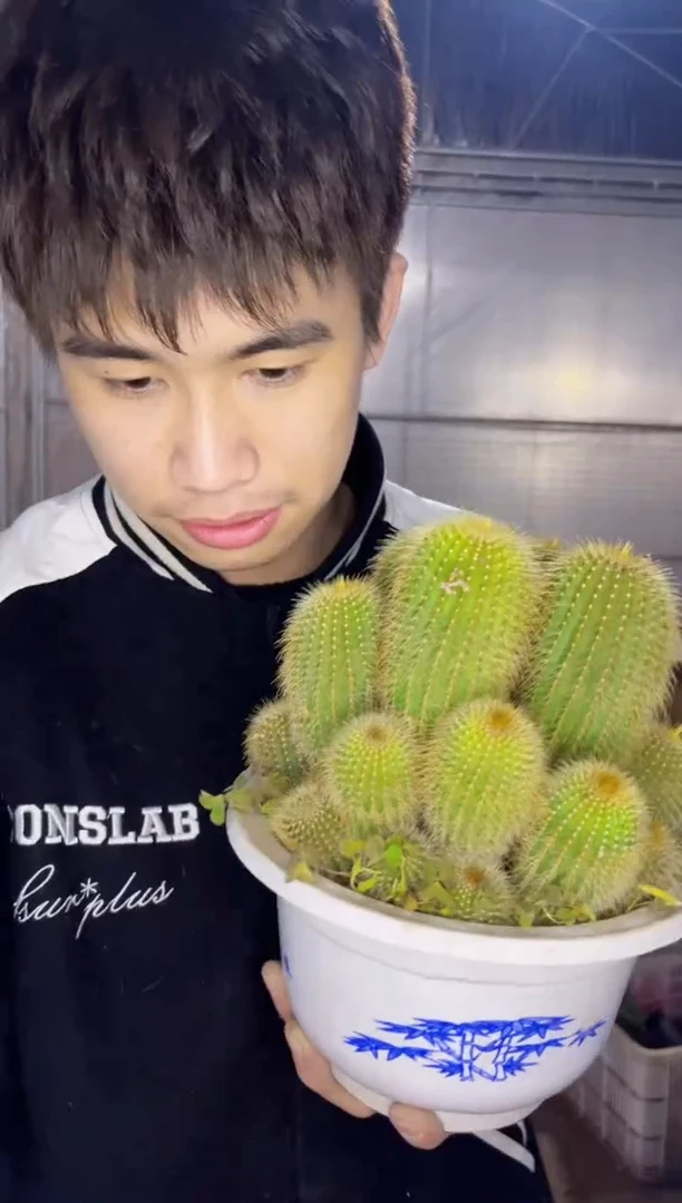 【闪购商品】金冠群生 12-15cm