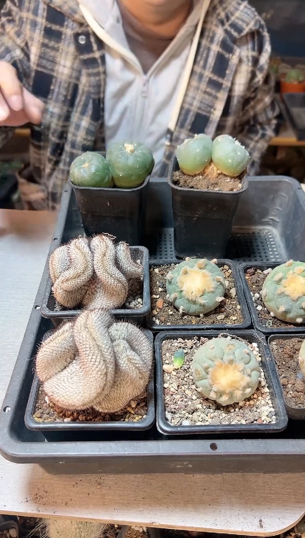 【闪购商品】直刺裴蕾缀化无根7.5公分