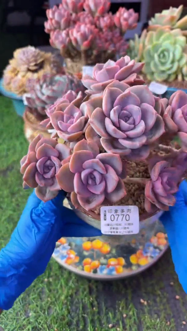 昆明印象多肉0770