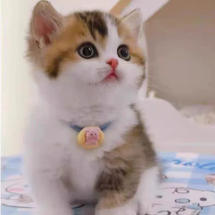 宠物活体猫咪各种品种幼猫