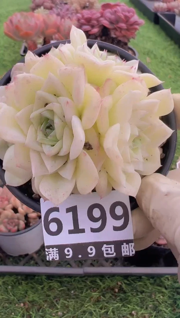 【闪购商品】信福多肉一物一拍