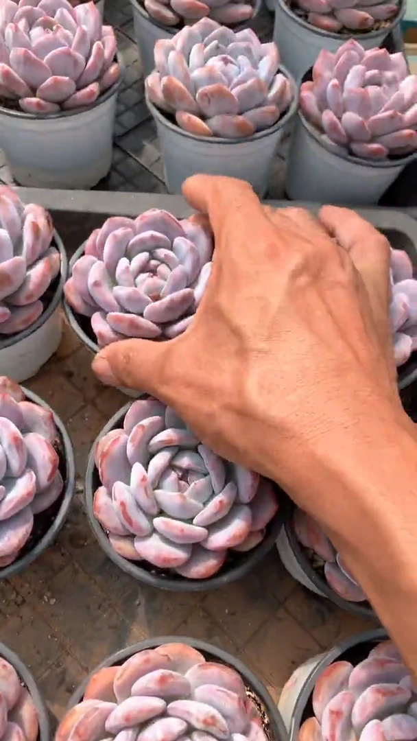 带盆土雪天使橙梦露2颗【2单包邮】