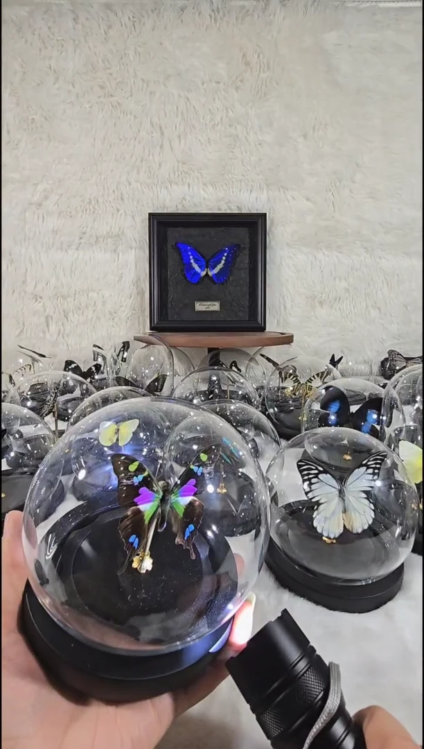 玫瑰青凤水晶球蝴蝶