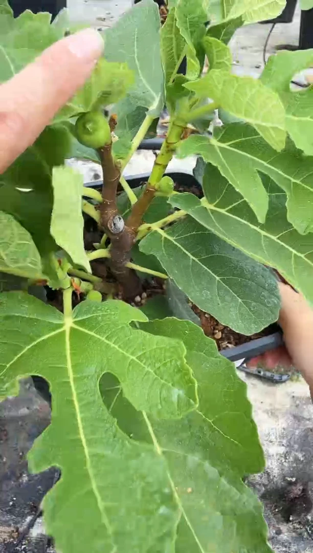 一****.格莱斯 一物一拍 GSY126
