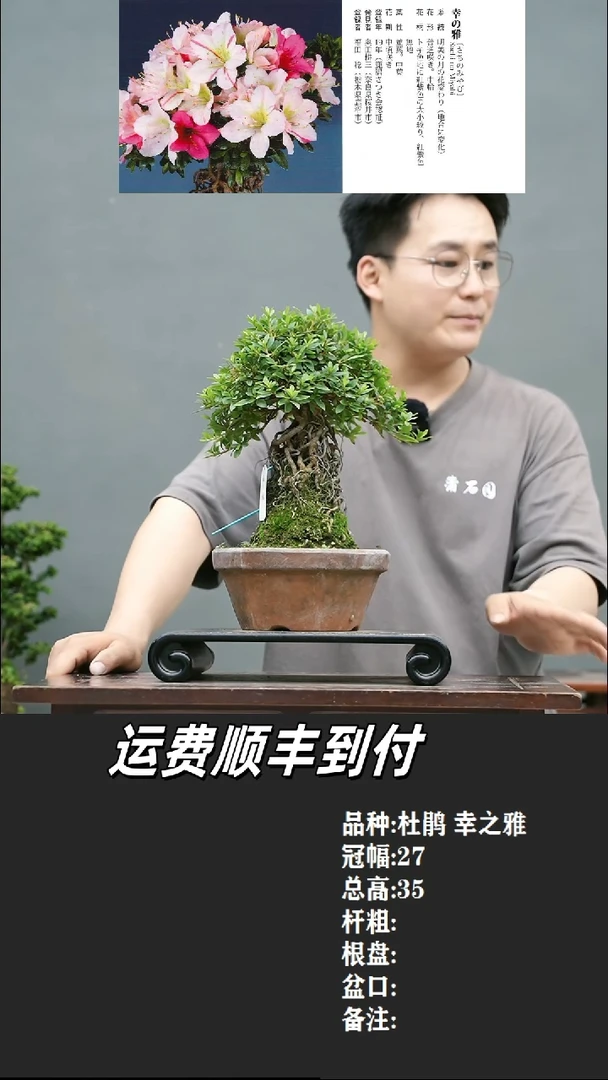 白*6 杜鹃