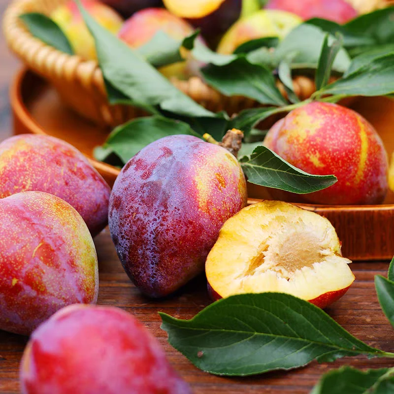 东北吉林吉盛李子鸡心李子桃李子新鲜采摘酸甜可口