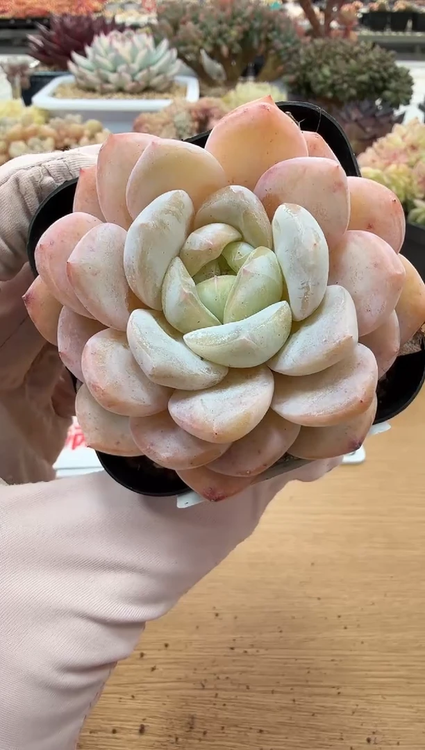 东云多肉园二店-68