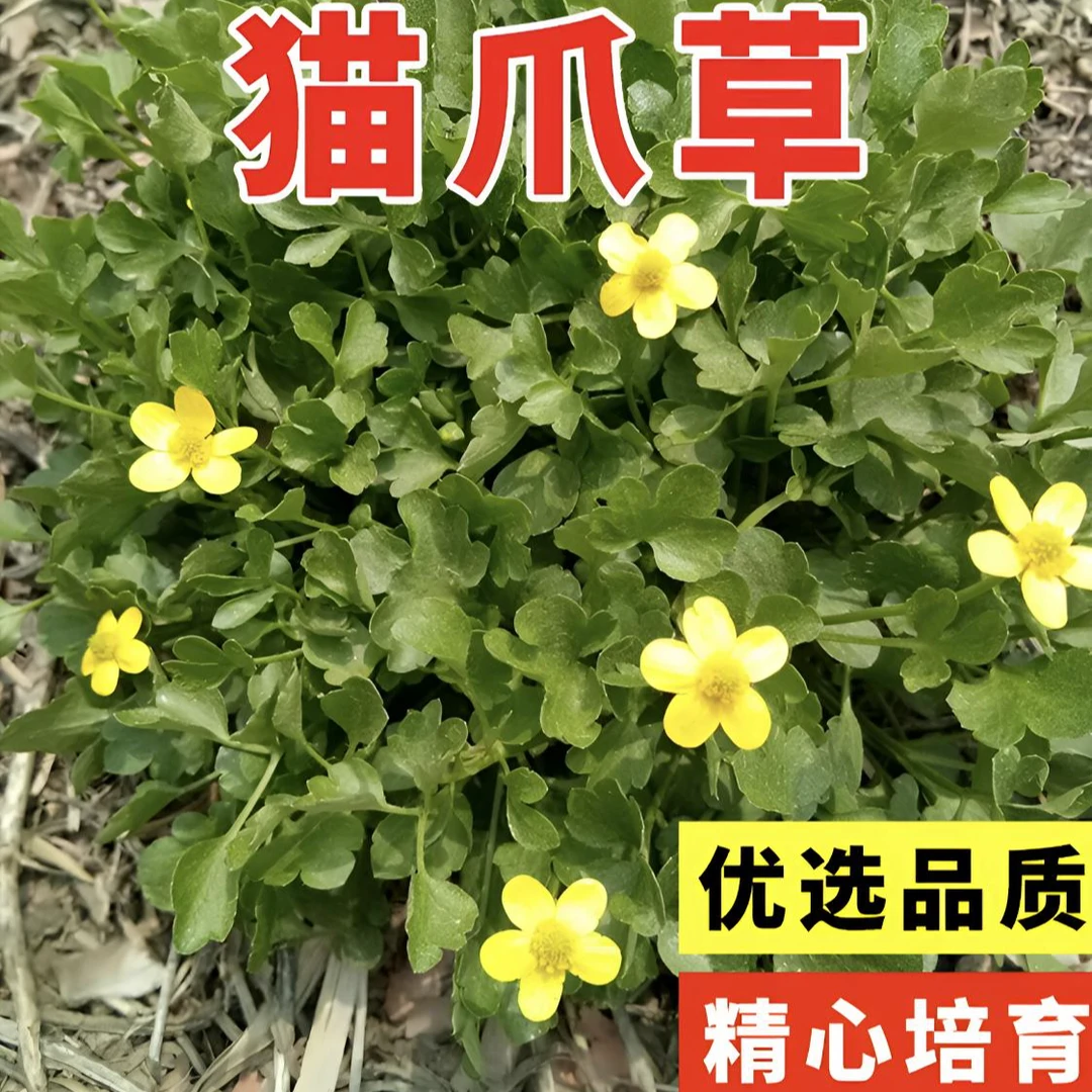 猫爪草种子家庭盆栽地栽小院种植