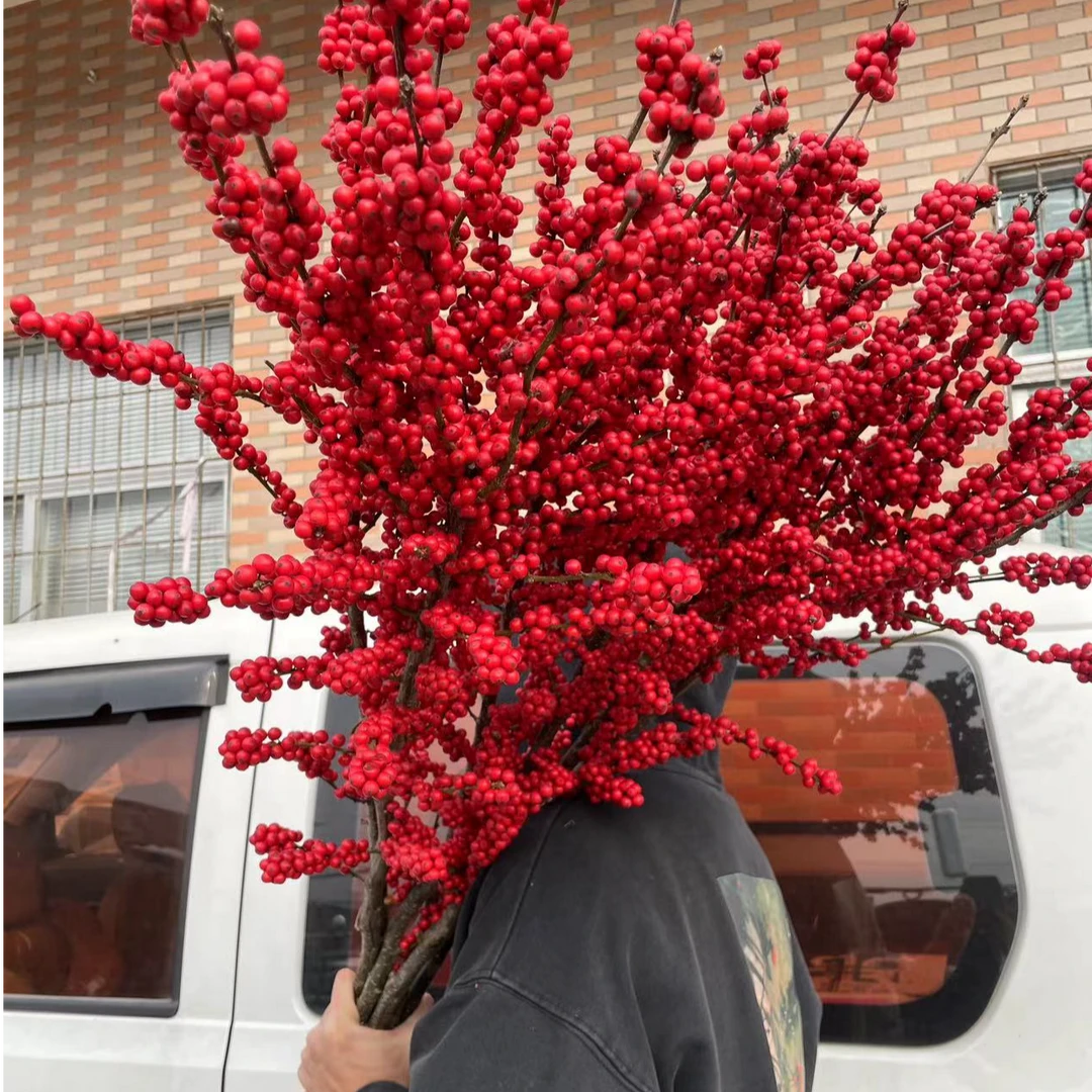 年宵花卉同城甄选全国速递状元红冬青富贵籽特极1m枝条水养鲜切花