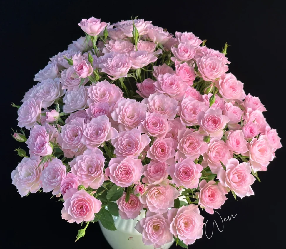 【玫瑰】完美甜蜜 任拍三单顺丰空运包邮鲜切花家居花店插花