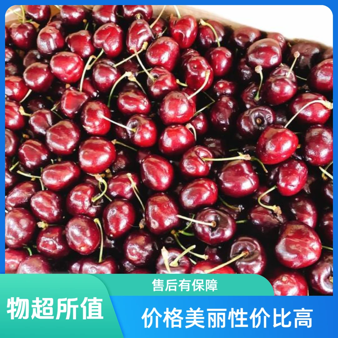 【2JD大果】智利桑提娜车厘子约500g海运 桑提娜智利