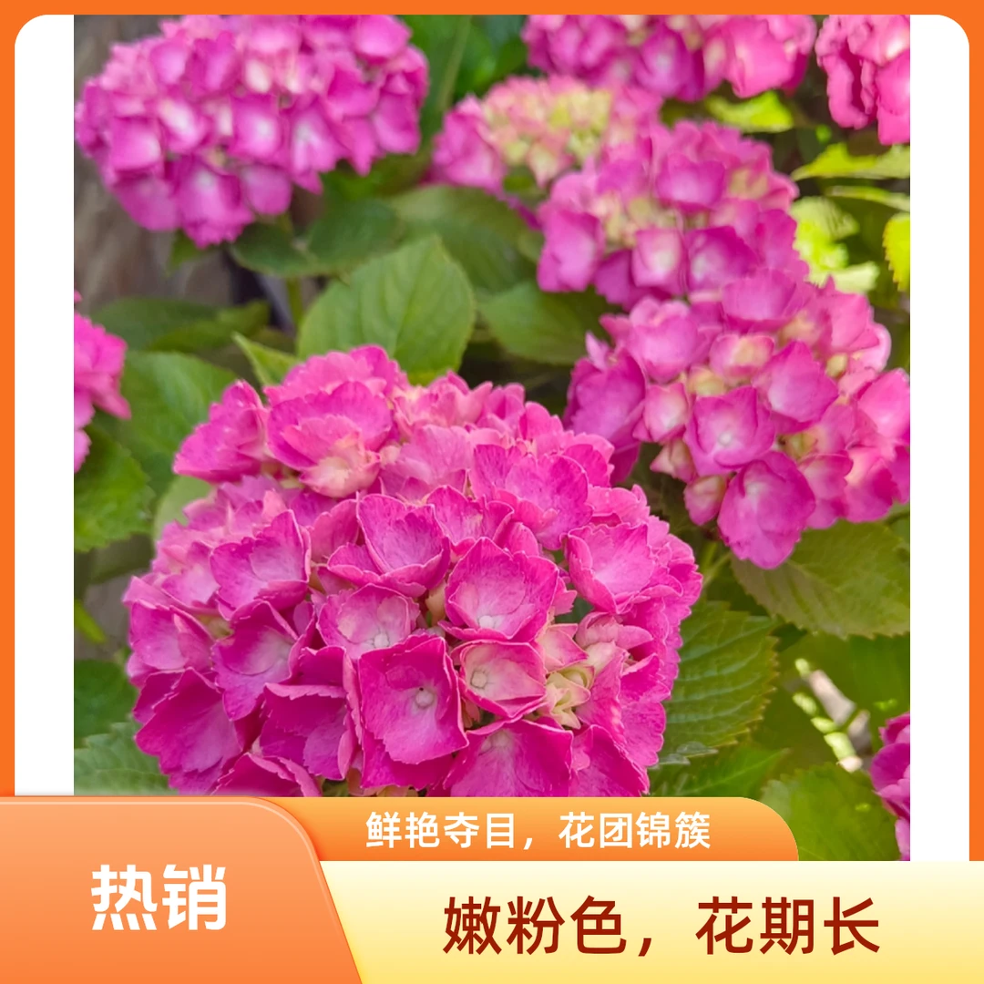 含羞叶-大花绣球易复花新老枝开花花期长颜值高可调色易养护