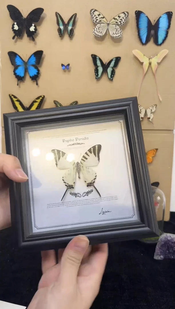 陶瓷真实蝴蝶标本