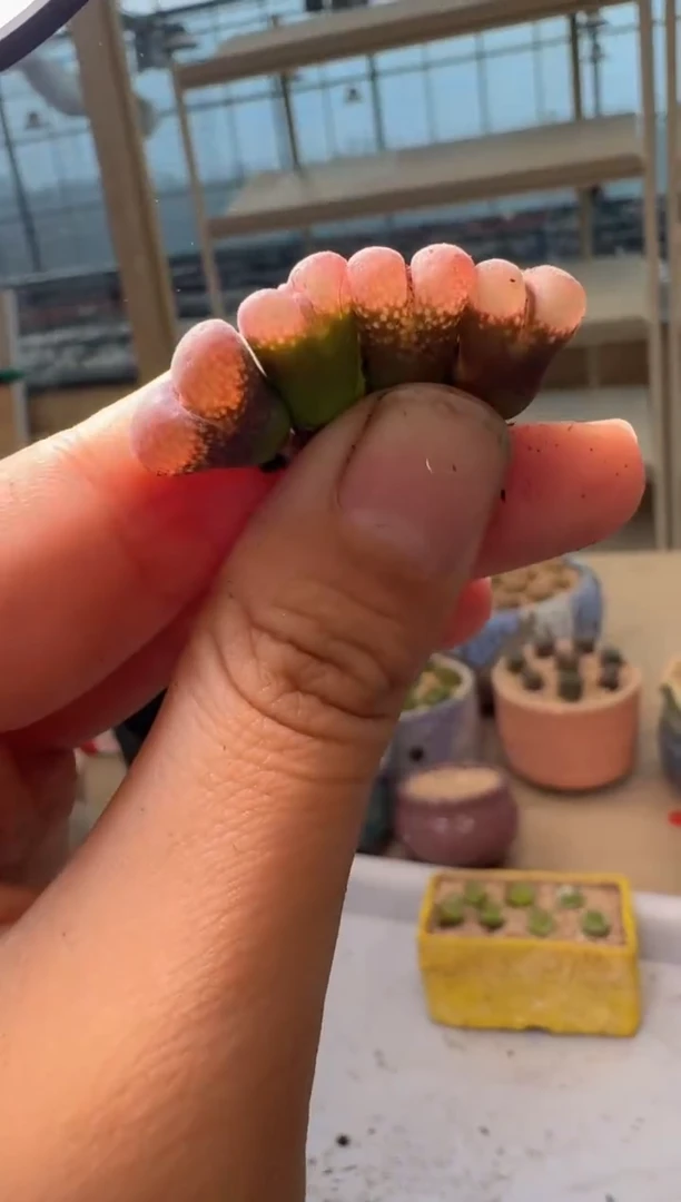 28-254多肉植物肉锥