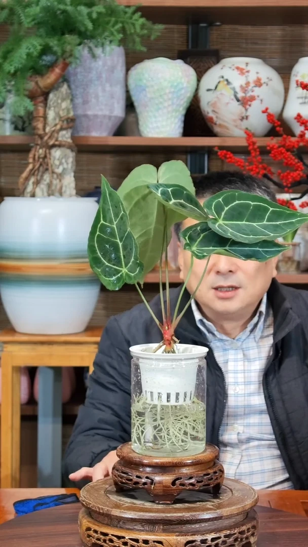 无花朵懿**册水之韵水培水晶花烛