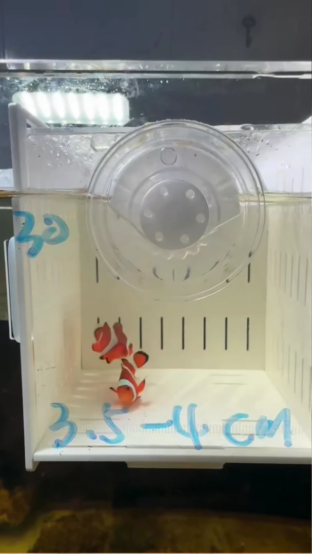 海水30号3.5-4微开全纹公子