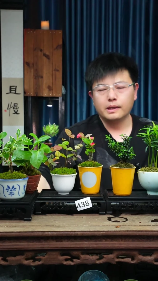 苔藓微景观438号