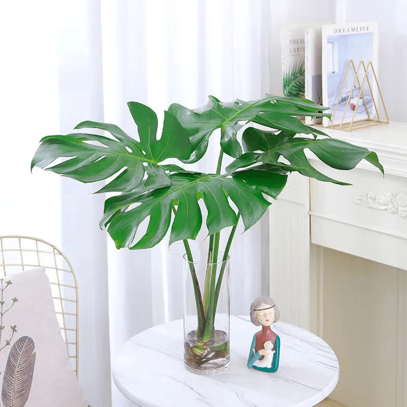 龟背竹水培盆栽净化空气适合室内客厅办公摆放四季常青