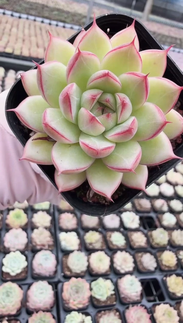 东云多肉园二店-30