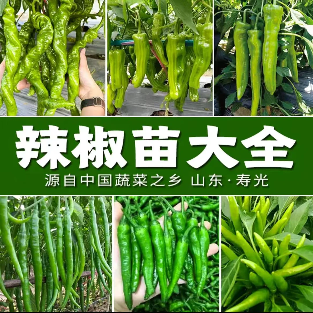 高产辣椒苗螺丝椒美人椒朝天椒长线椒阳台庭院都好种植