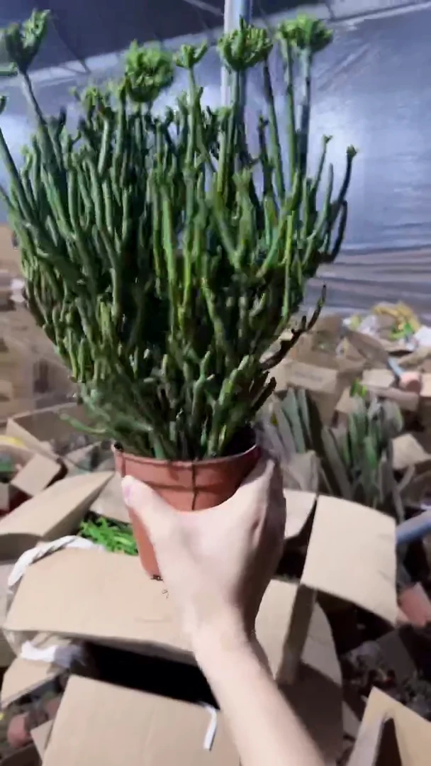 光棍树   【带盆土】