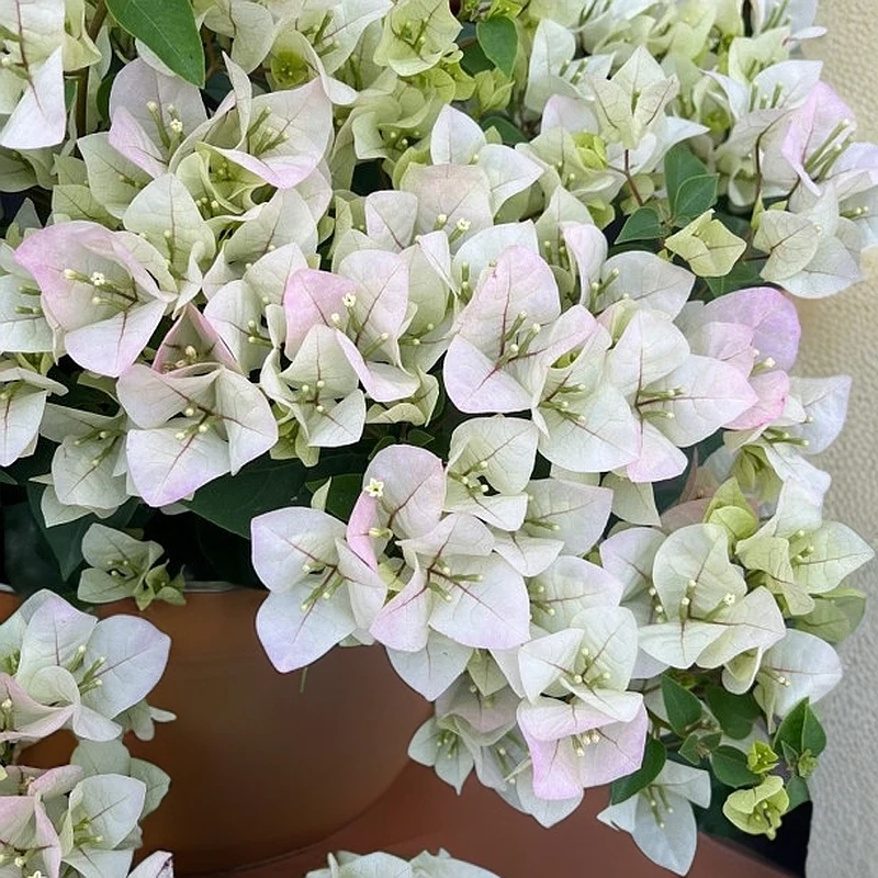 一物一拍三角梅绿植盆栽阳台庭院爬藤植物