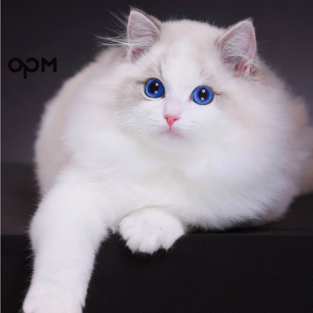 OPM 卢比 经典宠物级蓝山双弟弟