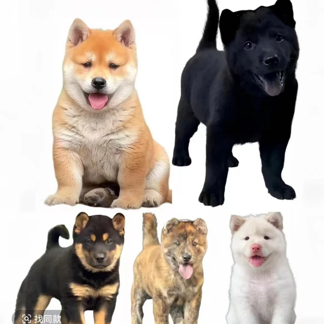 大师兄一中华田园犬通用链接