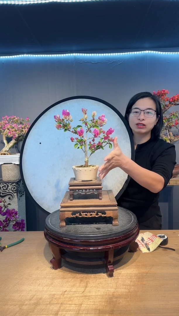 【闪购商品】万绿 漳红樱