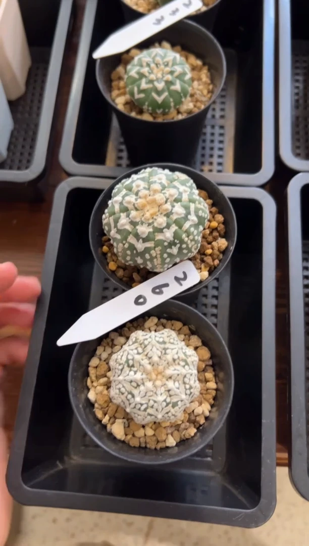 实生根星兜仙人球两颗编码260