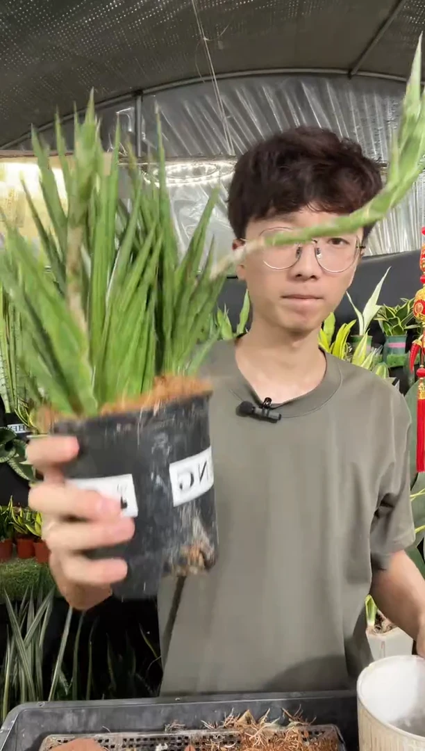 狐狸尾带盆土24.8