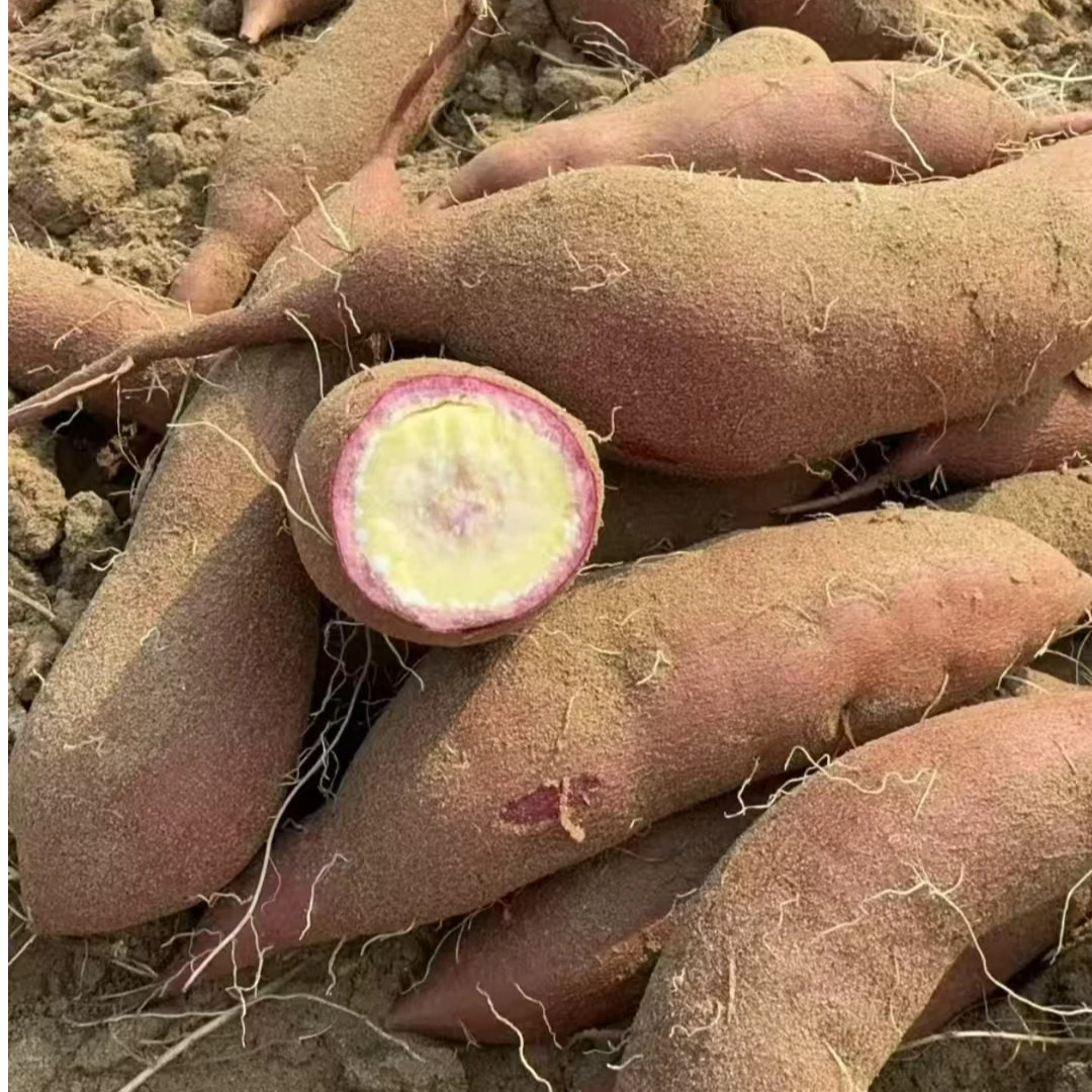 南沙核心产地直发一点红番薯