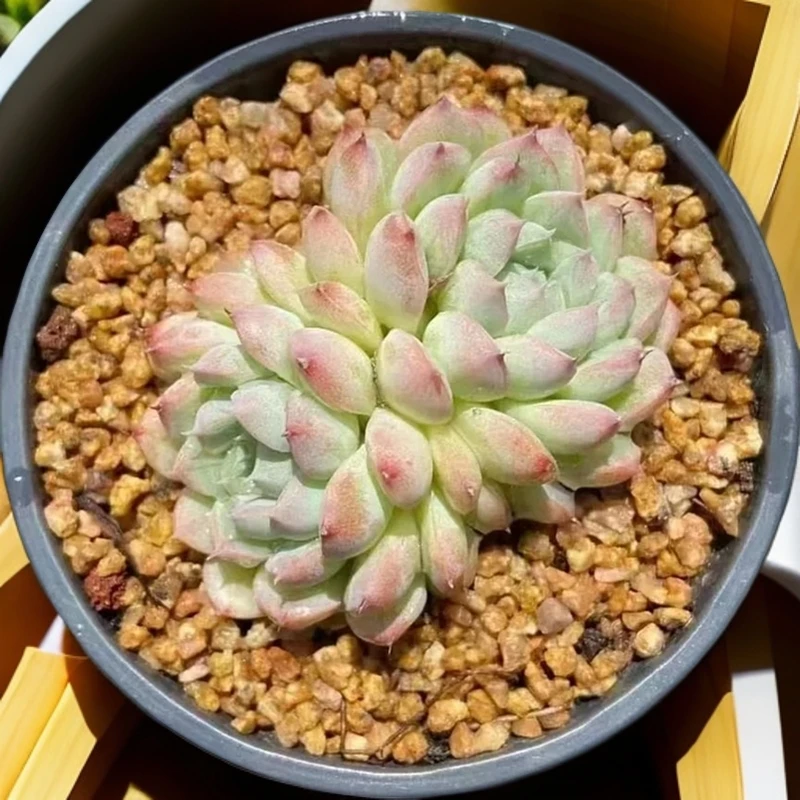 【安欣多肉】雪球 多肉植物批发一单包邮