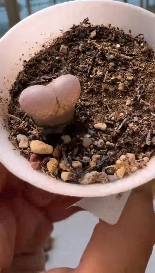 28-204多肉植物肉锥