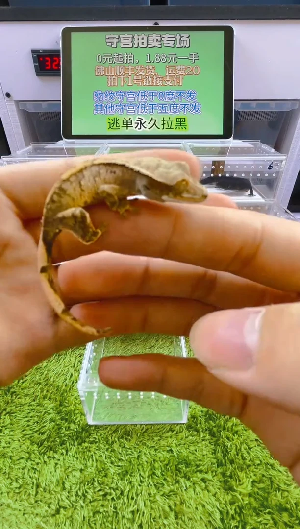 豹纹守宫豹纹肥尾瘤尾苗子亚成成体
