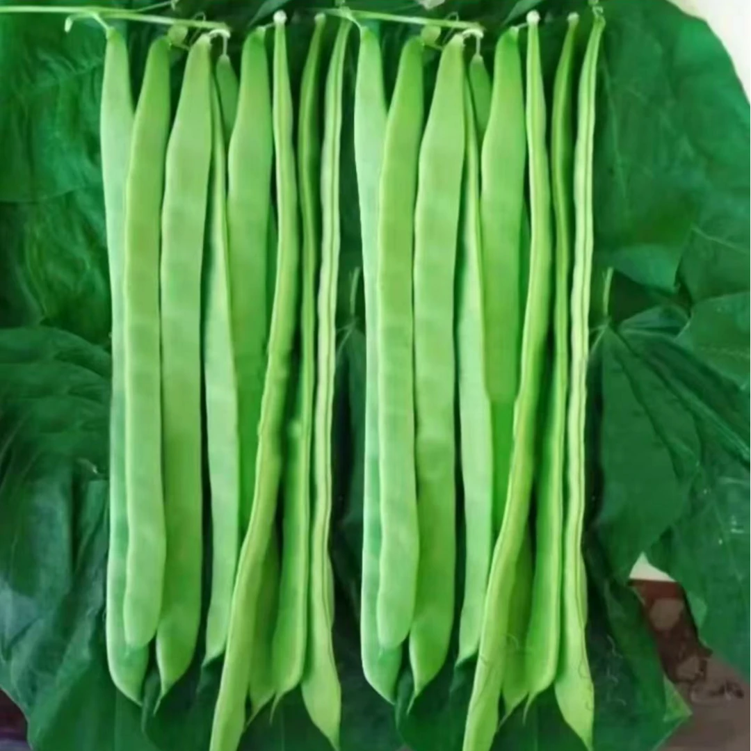 【优选三扁豆角种子】高产三扁豆角种籽盆栽地栽四季种植超宽耐高温