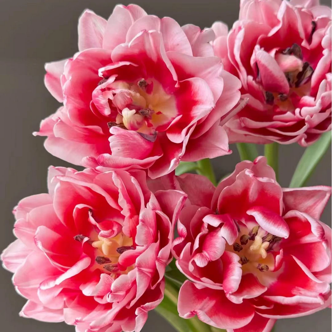 【一品花集】【方德千层酥郁金香】高颜值花期长好养护