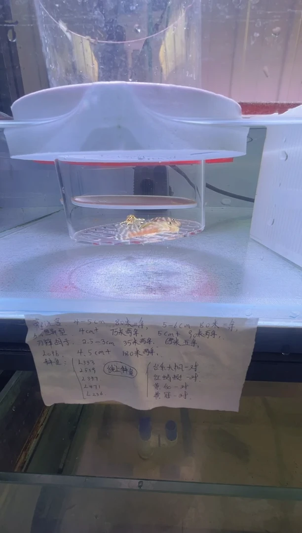 清道夫鱼4+不包入缸损93