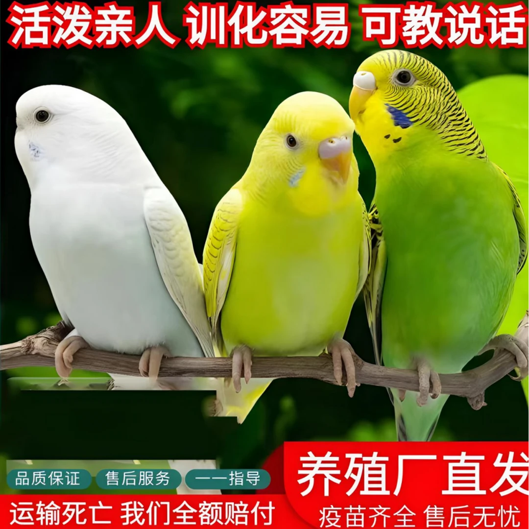 【高端虎皮】2只手养虎皮鹦鹉可教说话好上手亲人粘人彩色宠物鸟