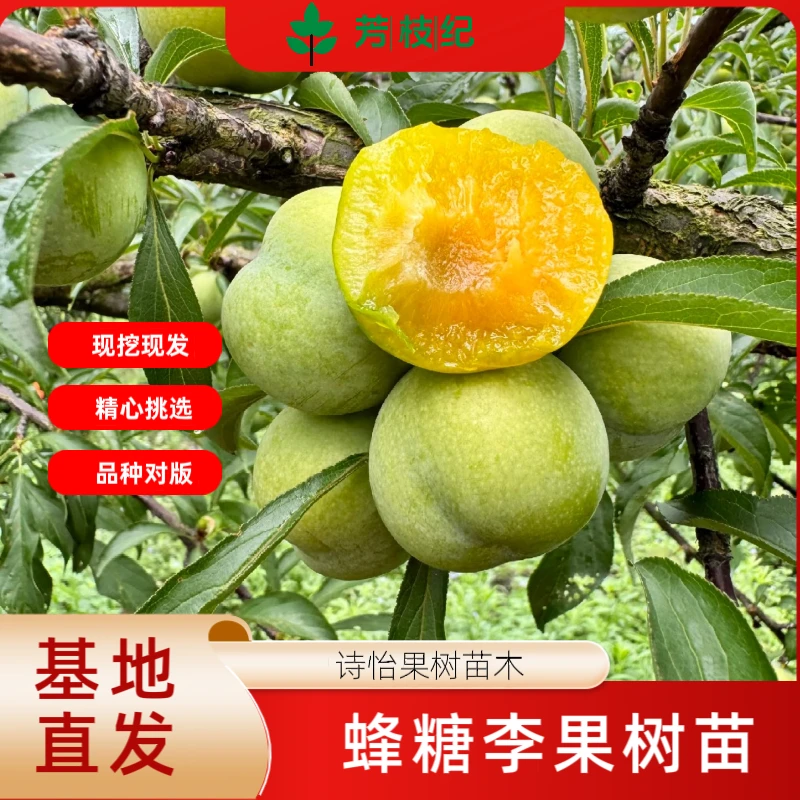 【一年苗】正宗蜂糖李树苗嫁接苗四季盆栽地栽南北方种植现挖现发
