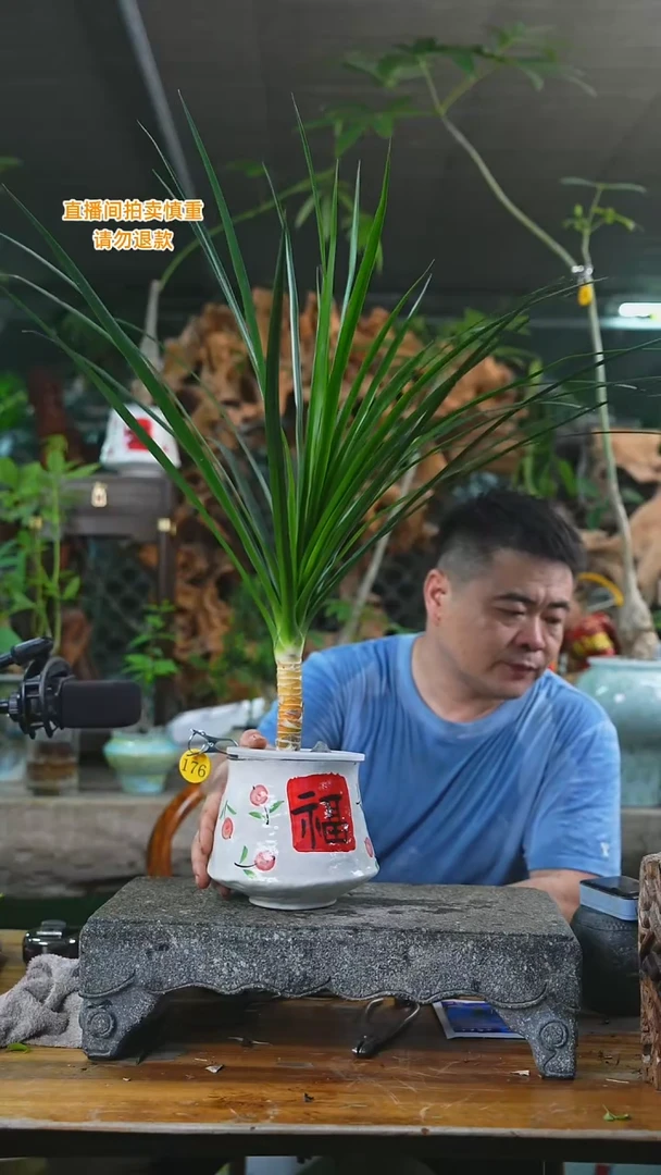 当前无花栽培后可以开花龙血树176+