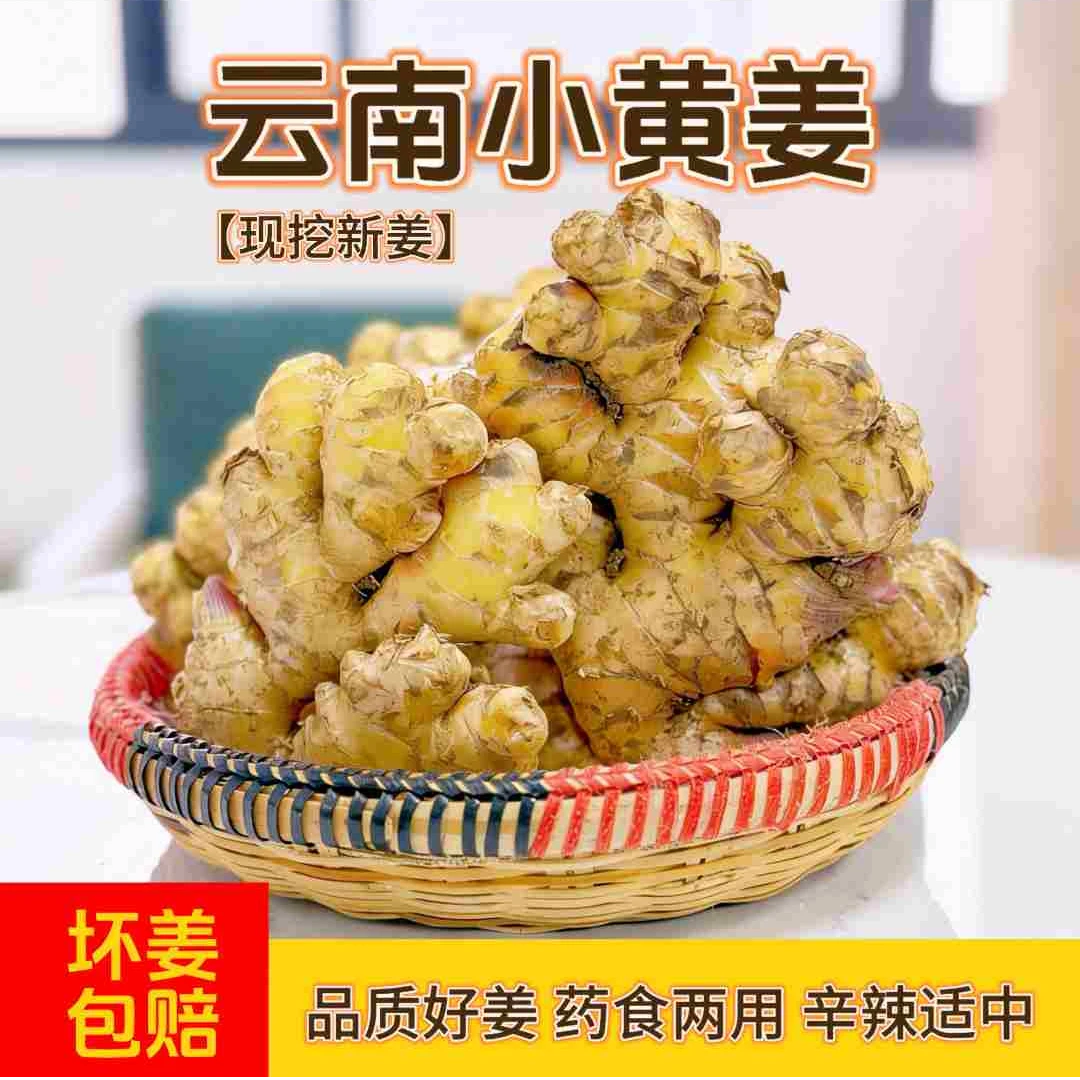 云南山地小黄姜现挖高山新鲜辛辣适中新鲜调味正宗小黄姜生姜