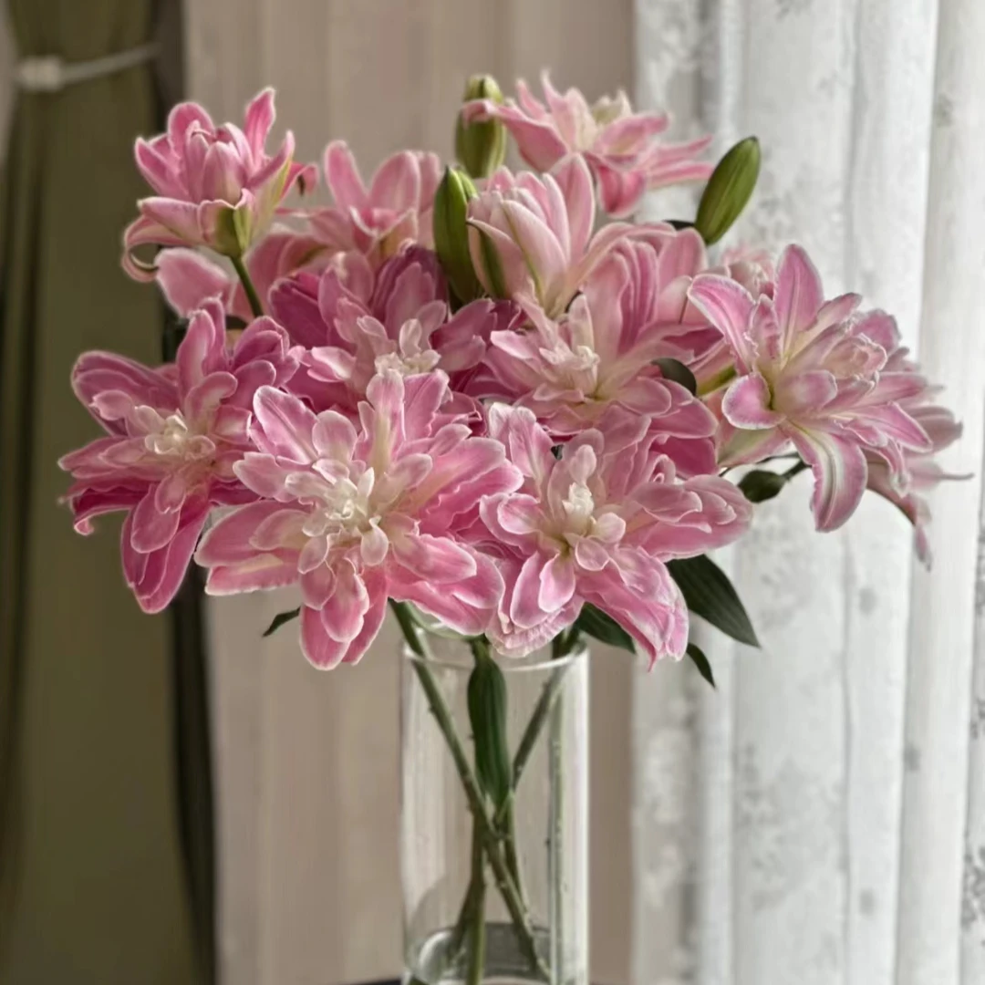 【一品花集】【莲花仙子】重瓣百合