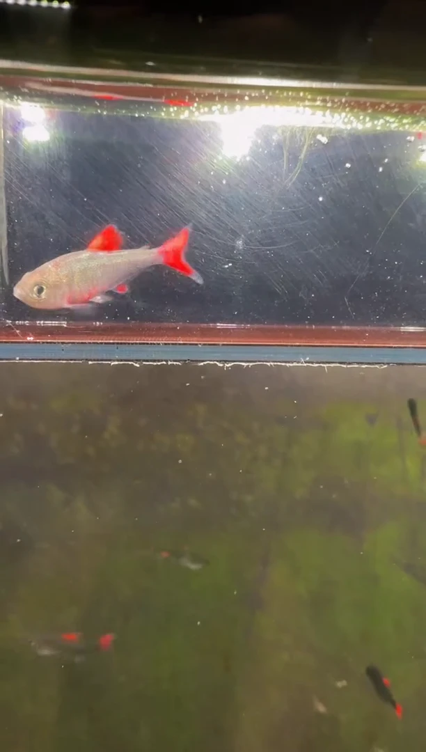灯科鱼小**龟12-34 灰太狼2cm+（不包黑点）1条