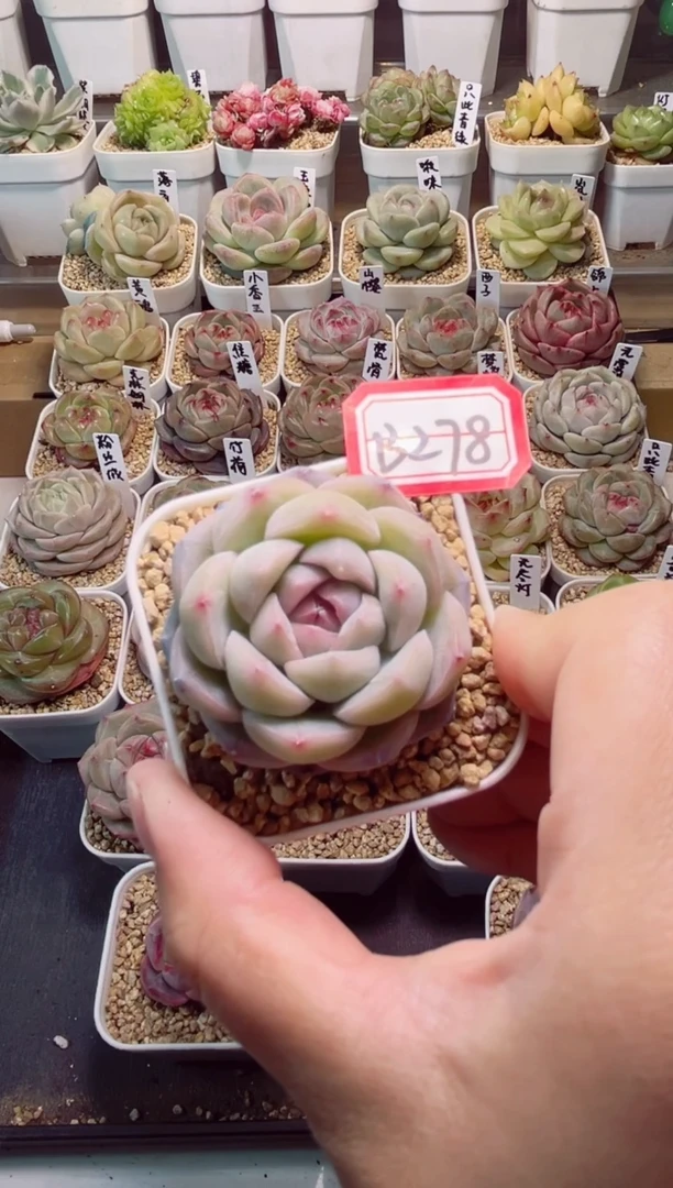 B278白芷一物一拍