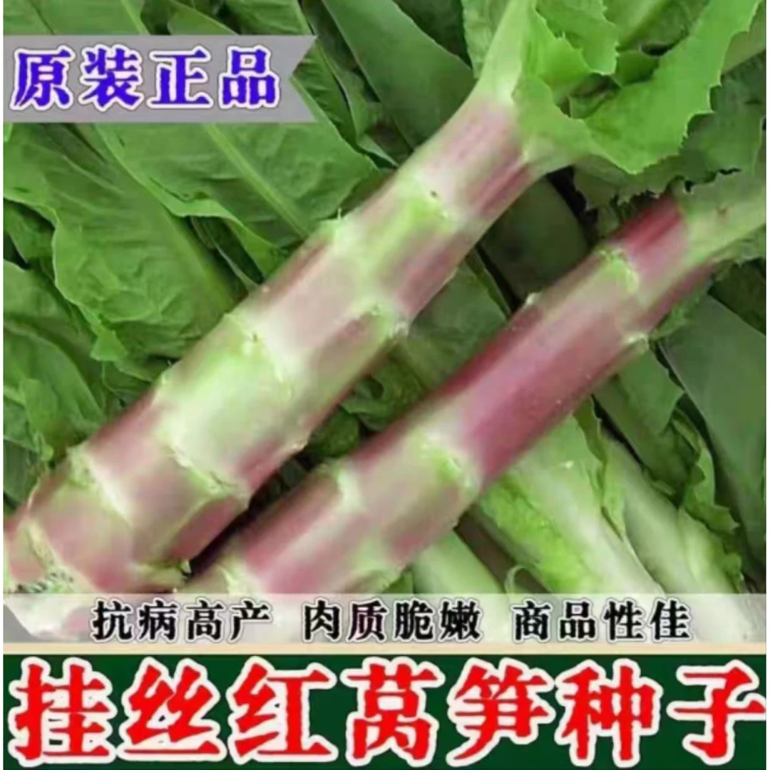 【全店任选满5包/包邮】四季种植挂丝红莴笋种子