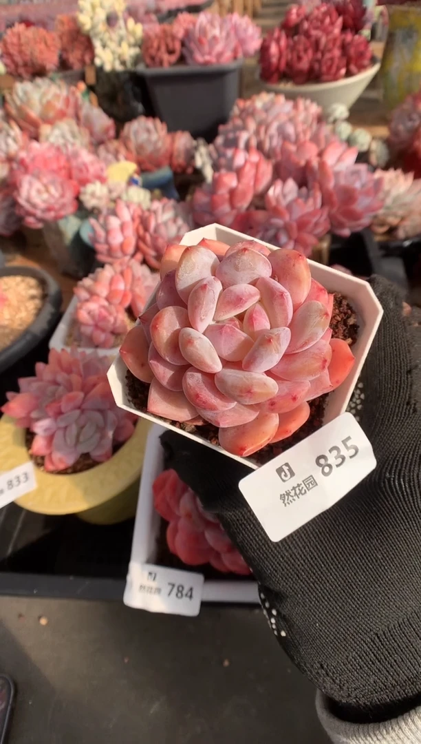 835雪天使多肉植物一物一拍